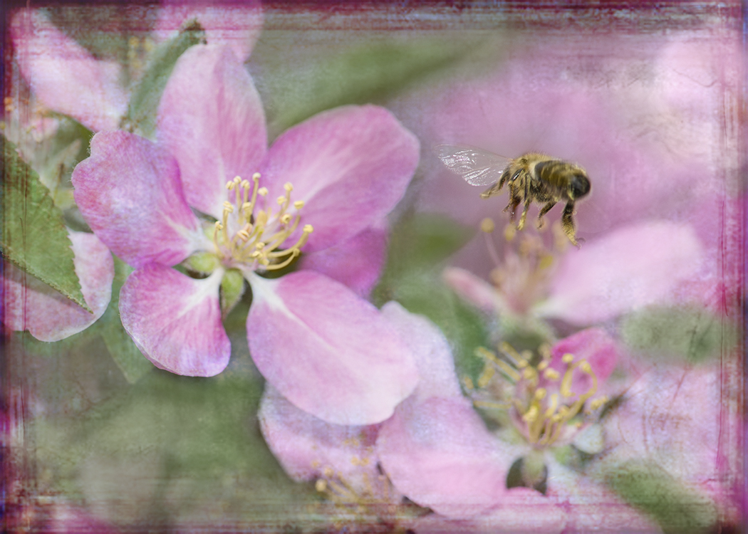 Honey bee is flying into the pink blossoms, hand colored