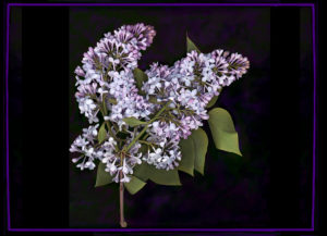 Purple lilacs with black background and lilac frame